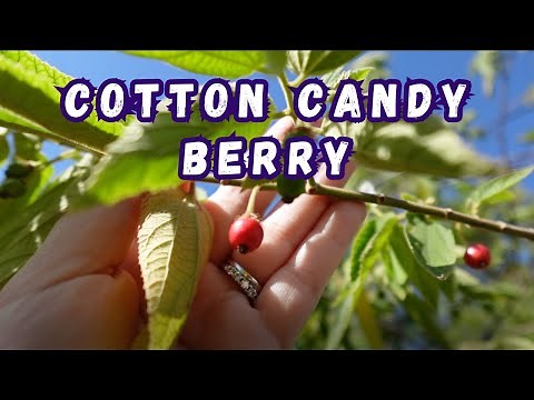 Growing the Cotton Candy Berry! 🍒🌿 Muntingia calabura Taste Test