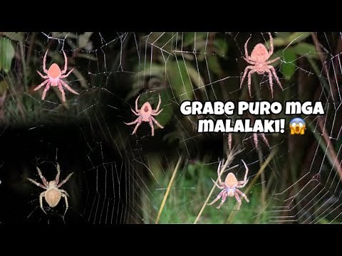GAGAMBA HUNTING | SEASON NA ULIT NG GAGAMBA