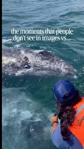 Baby Whale Breaks Every Distance Rule #unexpected #ocean #wildlife