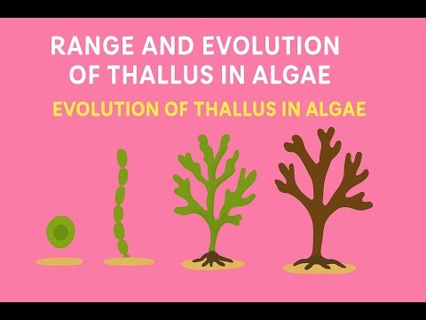 Lecture - 8 Range of Thallus in Algae