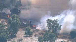 Australian sheepdog credited with saving hundreds of animals from fire
