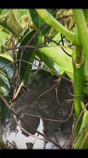 5.4K views · 58 reactions | Bird Incubating Eggs in Windy Day #birding #birdseyeview #birdsofafeather #hatchingeggs #birdsofprey #feedingtime #birdlife #naturetherapy #animalscience #wildlifeonearth | Baby Bird Bites | Facebook