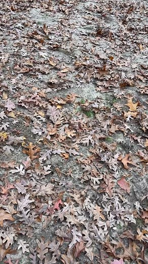 The struggle is real when you’re looking for poop amongst a ton of leaves #dogmomstruggle | Canine Gut Solutions