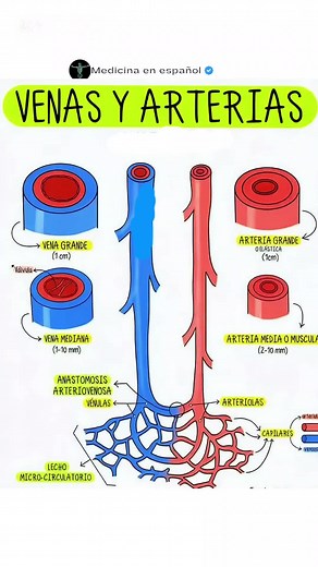 Anatomía del Sistema Circulatorio: Venas y Arterias