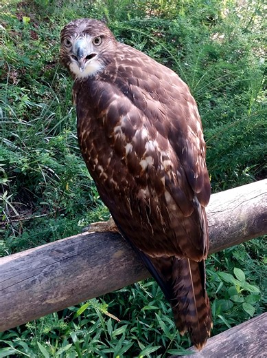 ¿Está enferma esta hawk o solo tiene hipo?