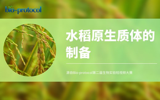 【Bio-protocol】水稻原生质体的制备