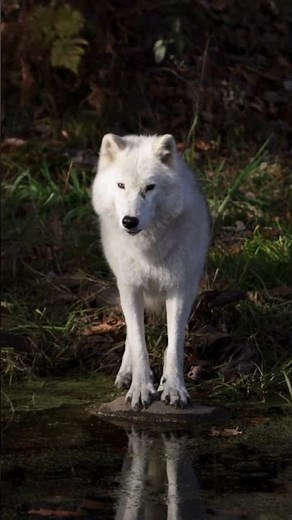 Majestic Wolves The Beauty and Power of the Wild .
