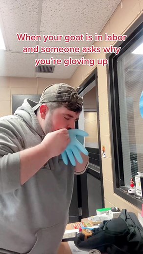 When they’re taking longer than usual, it doesn’t hurt to go in and check! #adga #fyp #farmtok #farming #farm #goattok #farmpodcast #agvocates #goatpodcast #goatsoftiktok #dairygoats #agriculture #goats #foryou