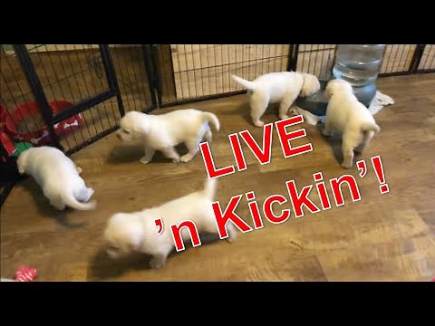 LIVE STREAM Lab Puppies!
