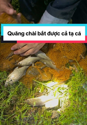 Một ngày ddi Quăng chài bắt được cả tạ cá #quangchai #casuoi#casthuc #food #khutuyenquang