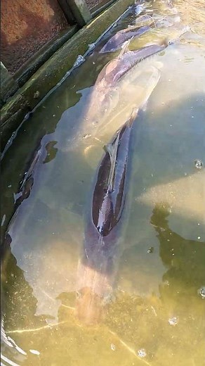 Catching Giant River Catfish: Traditional Boat Fishing! #fishing #fish #bigfish