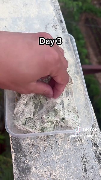 Green Algae Transformation into White Sand Explained