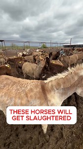 7.1K views · 934 reactions | BREAKING: This horse is hours from being slaughtered in Mexico! Scared, alone and waiting... But YOU can save her! With your help, we'll rescue her & give her a safe haven. All Seated in a Barn works tirelessly to intercept horses before it's too late. Will you be her hero? Donate now & change her fate forever! | All Seated in a Barn | Facebook