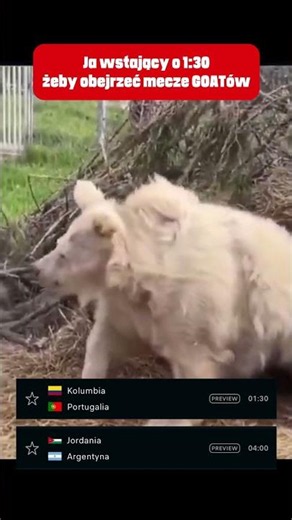 BUDZIK ZADZWONIŁ! #mistrzostwaświata #piłkanożna