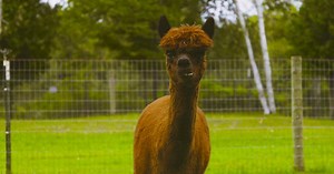 Frankfort: Crystal Lake Alpaca Farm