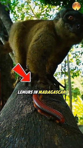 Why Lemurs Rub Poison on Themselves 😳🐒☠️