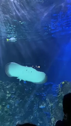 Exploring the Beauty of Ocean Life