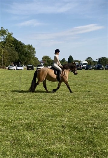 Celebrating My Highland Pony's First Open Class Win