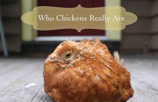 Chicken Behavior: An Overview of Recent Science