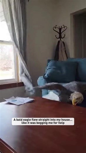 Animal Rescue: Helping a Stuck Eagle