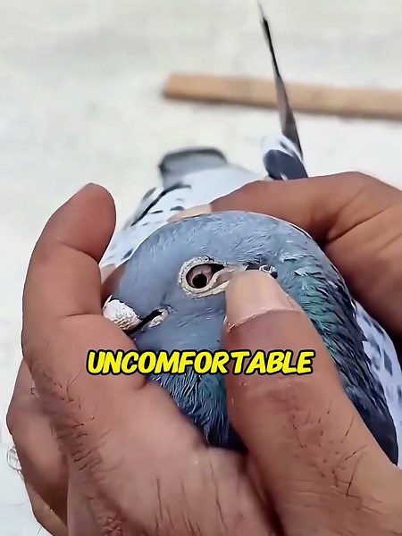 This pigeon landed on his hand for a VERY specific reason. 🧐#pigeon #animalrescue #heartwarming