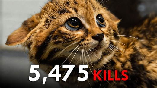 Cute but Lethal: The 10 Deadliest Small Cats