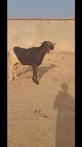 1.1K views · 13 shares | Don’t Undersell Yourself  Quality animals deserve quality prices. If your breeding, feeding, and care are top-notch — charge your worth confidently ✅ Do you agree or do you think price should be flexible? #FarmBusiness #FarmLife #LivestockLovers #ViralReels #GoatFarming #AATIntegratedFarm | Aat Integrated Farm | Facebook