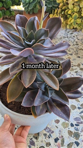 Update on my Graptoveria fred ives plant after repotting it a month ago.