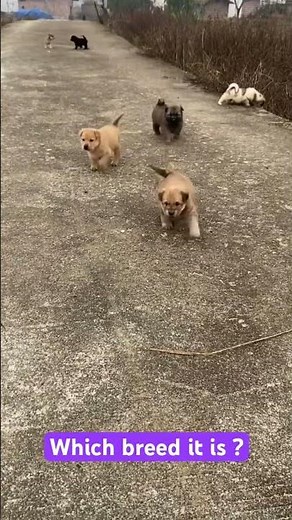 🐾 Cute Puppies Running Around | Adorable & Playful Puppy Fun 🐶✨