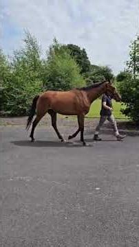Ballygorey Ruby (GB) - HORSE IN TRAINING - Schiaparelli (GER) ex Midnight Gem (GB)