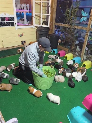 Inside Our Guinea Pig Sanctuary: Size & Rescue Updates
