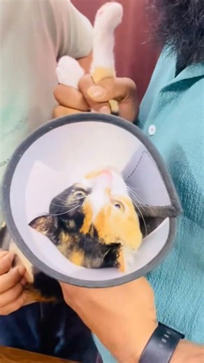 Angry Cat Gets Vaccinated 😂🐱 | Funny Cat Reaction at the Vet Clinic #Shorts