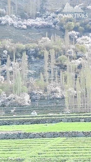 Spring in Bara and Yugo areas of Ghanche. Video: Asghar Khan #ghanchebeauty #springblossom #drivesafe #gilgitbaltistan | PAMIR TIMES
