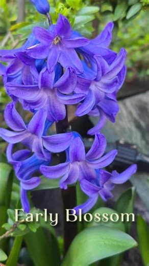 Early Spring Flowers | Crocuses and Daffodils in Bloom #springflowers