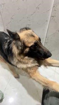 Dog Funny video BathTime #dogshorts #dog #germanshepheard #germanshepherd #gsd #dogfunnyvideos #dogs