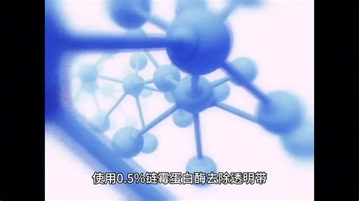 胚胎分割技术简介