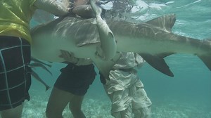 Earth A New Wild - Lemon Shark Birth in Bimini, Bahamas - Twin Cities PBS