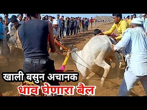 खाली बसुन अचानक धाव घेणारा बैल । bail race । bailgadisharyat maharashtra #shankarpat @zaidkhanpat