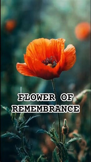Poppy Flower: A Symbol of Remembrance #flowerfacts #poppy #shorts #TheFanOfFlora