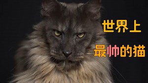 世界上最帅的猫，一脸大哥的形象，安全感简直爆棚！#知识π计划-知识抢先知#