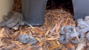 21 newborn Labarria ( Bothrops atrox) born today on venom production line. | Kentucky Reptile Zoo