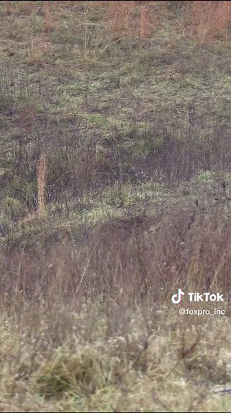Melanistic Coyote! Have you ever seen a black coyote? #foxpro #coyotehunting #coyote #hunting #weliveforthis
