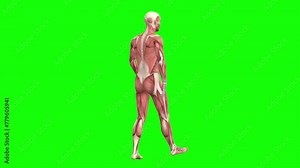 3D male muscles anatomy walking and rotating 360 on green screen seamless loop 3D animation. You can easily key out (remove) the green screen with just one click using any video editor.