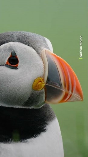 A puffin's beak changes colour throughout the year 🧡 #Animals #Wildlife #Shorts