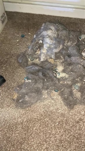 Fluffy Mix Too Big for the Shark Vacuum