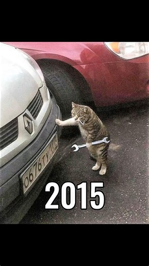 The Most Legendary Cat Memes (Then Vs Now) 😿💔
