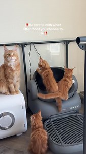 Thank you @neakasa.tech for creating a safe and effective litter robot for our kitties! Use code WILDMANE for 30% off. Link in bio #kittens #mainecoons #mainecoonlovers #cutecats #catlovers | Wild Mane Mainecoons