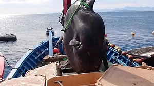 Human sized fish caught off Spanish coast