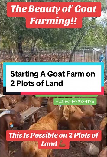 Starting a Successful Goat Farm on Limited Land