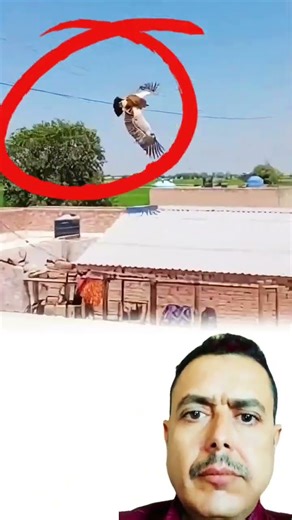 "قرد يركب طائرًا ويحلق به في السماء – مشهد مدهش لا يُفوّت!" #youtubeshorts